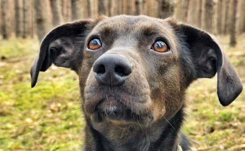 Unterstützung für unsere 2 besonderen Hunde auf Trainingsplätzen gesucht