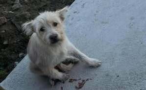 Der gestrige Tag in unserem Partnertierheim