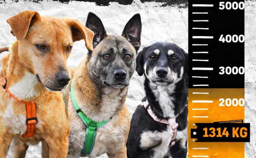 🐾 Große Futteraktion – Update