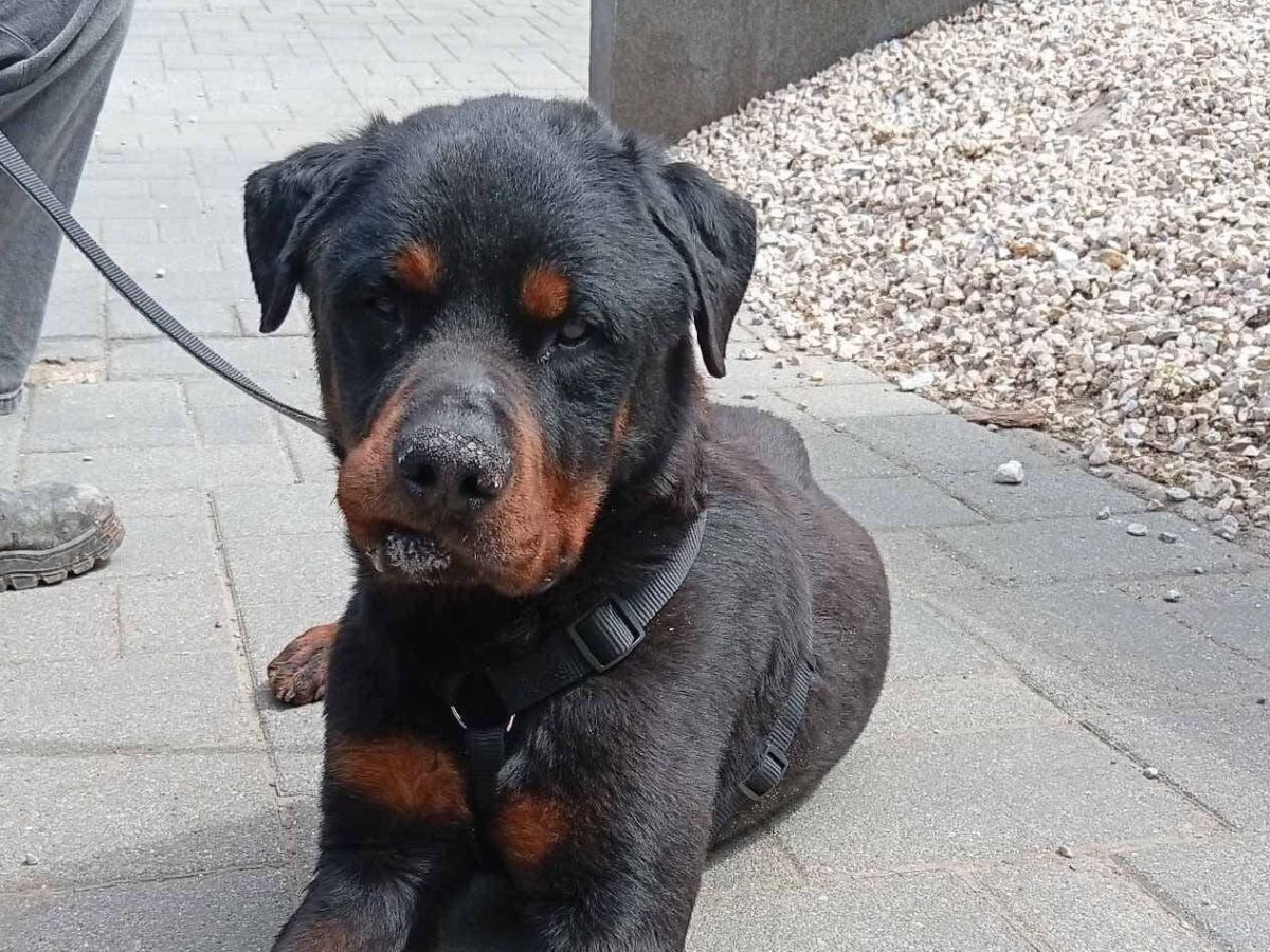 Manó – niemand weiß, wie lange er schon leiden musste…💔