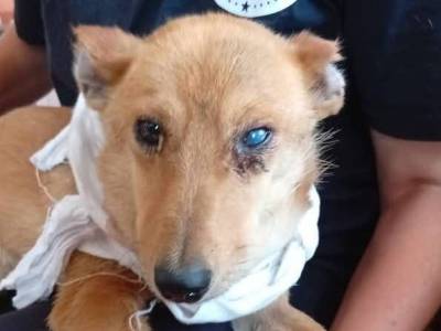 ⚠️ Warnung: Die folgenden Bilder und Videos zeigen einen schwer verletzten Hund. ⚠️