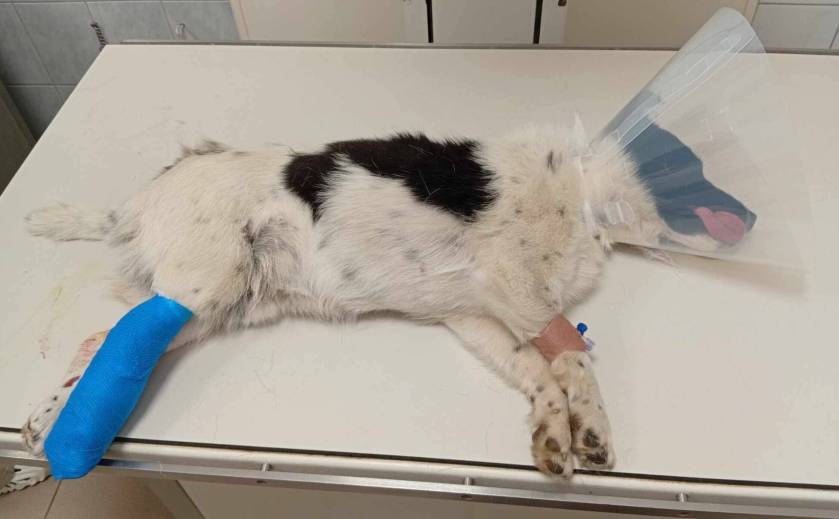 Freddy – verletzt und nur knapp dem Schlimmsten entkommen💔