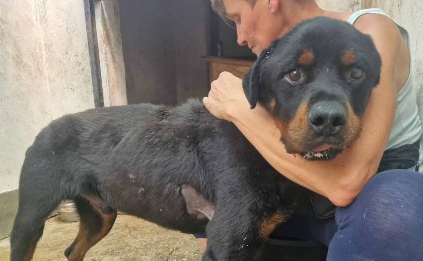 🐾 Update – Manós Ergebnisse sind da🐾