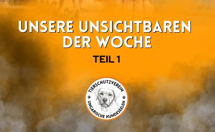 🐕Unsere Unsichtbaren der Woche🐕
